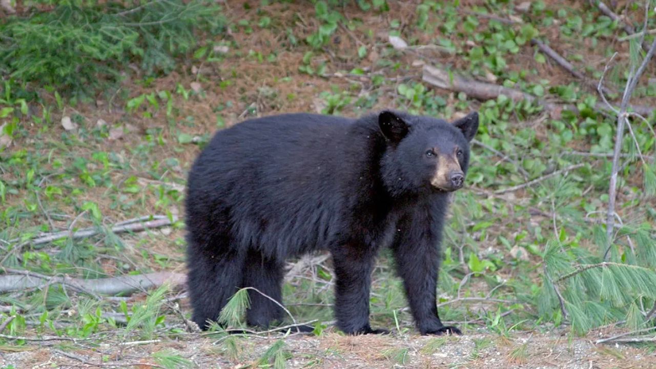 California Couple Fights Off Attacking Bear With Hatchet and Water Bottle Outside Home