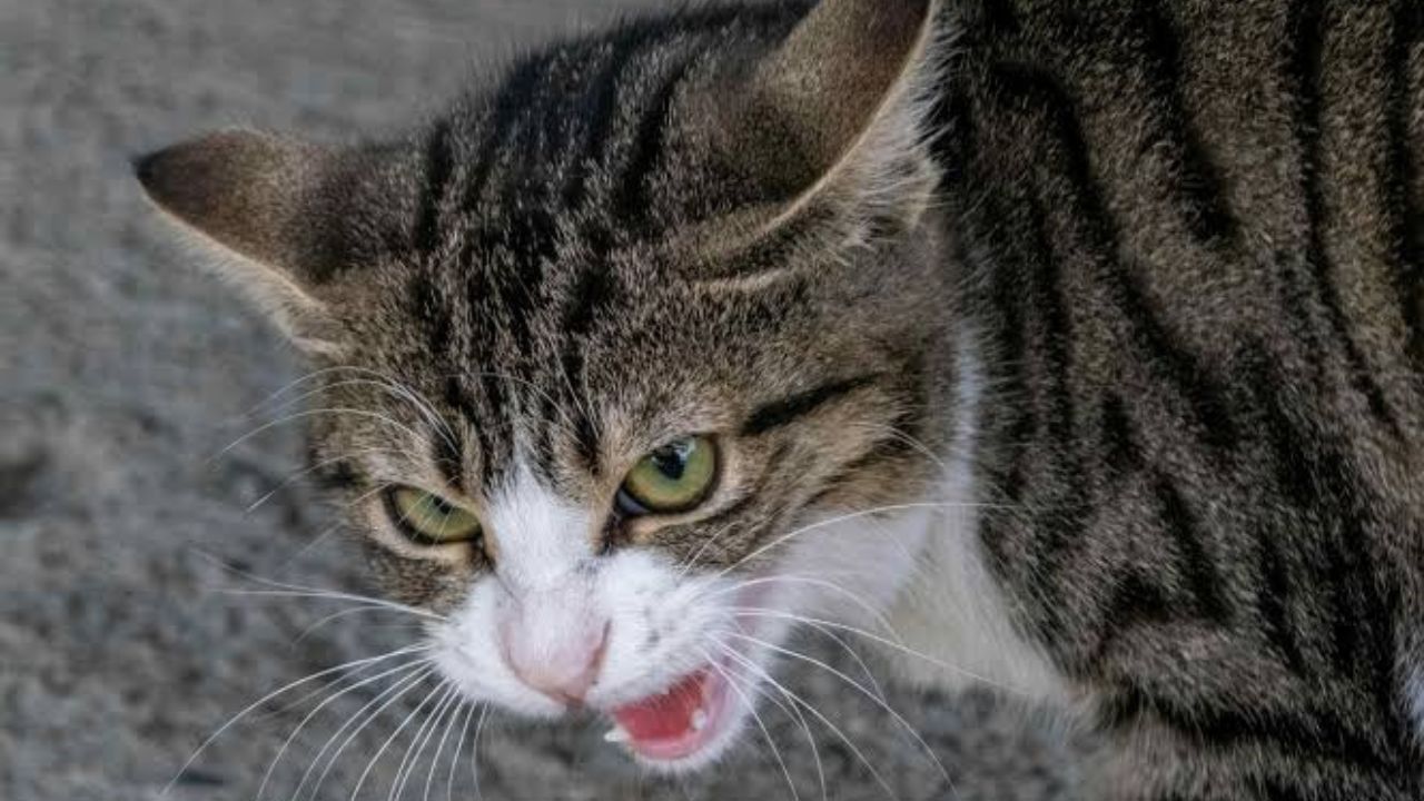 Rabid Stray Cat Attacks 5 People and a Puppy Before Being Found Dead Under Florida Home