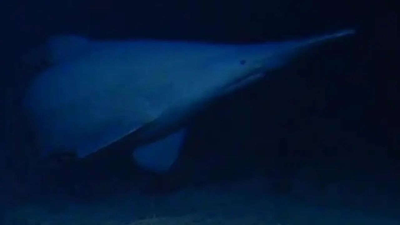 Scientists Finally Spot Legendary Goblin Shark Alive in Deep Ocean for the First Time