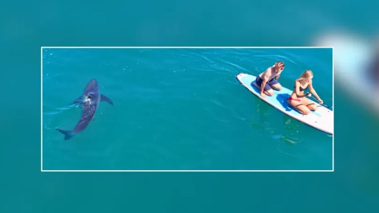 Teen Paddleboarder Had No Idea a Great White Shark Was Following Her Off California Coast