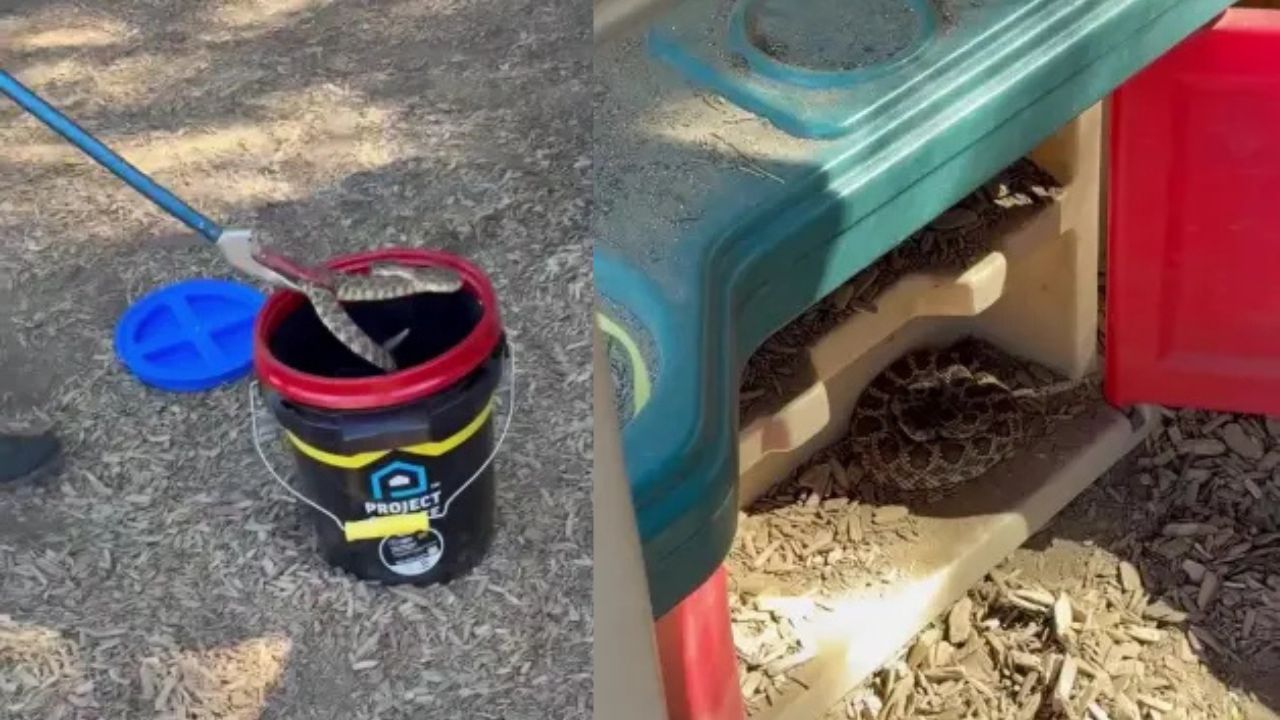 Venomous Rattlesnake Found Inside Preschool Playhouse as California Snake Encounters Surge