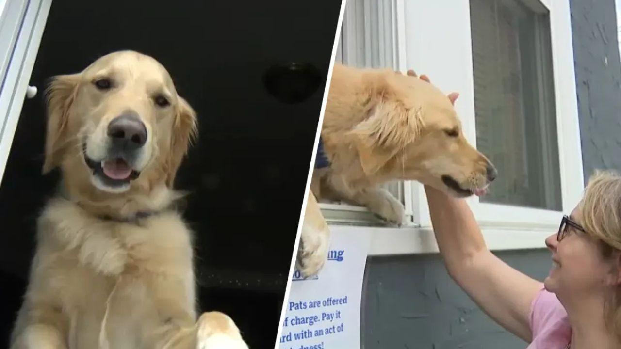 ‘100% Satisfaction Guaranteed’ Adorable Dog Kissing Booth Becomes Must-See Attraction in Massachusetts
