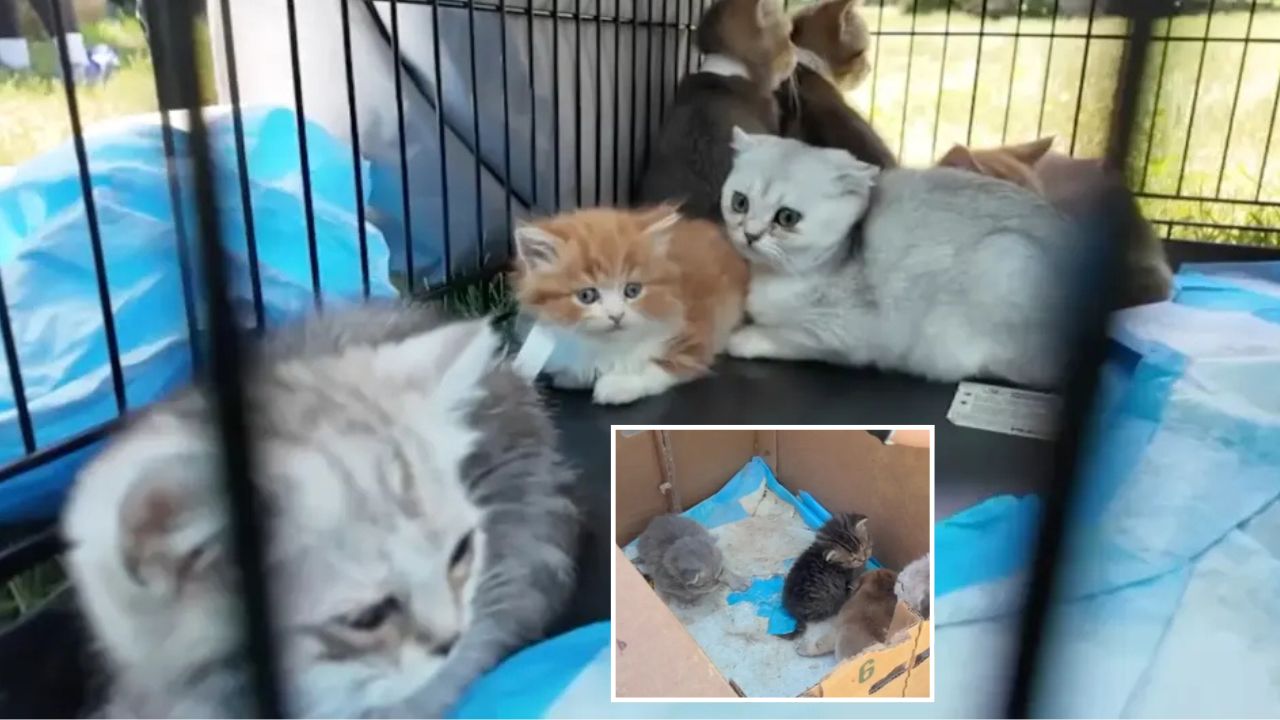 155 Animals Rescued From a Filthy Long Island Home as Authorities Fear More Cats Are Still Trapped