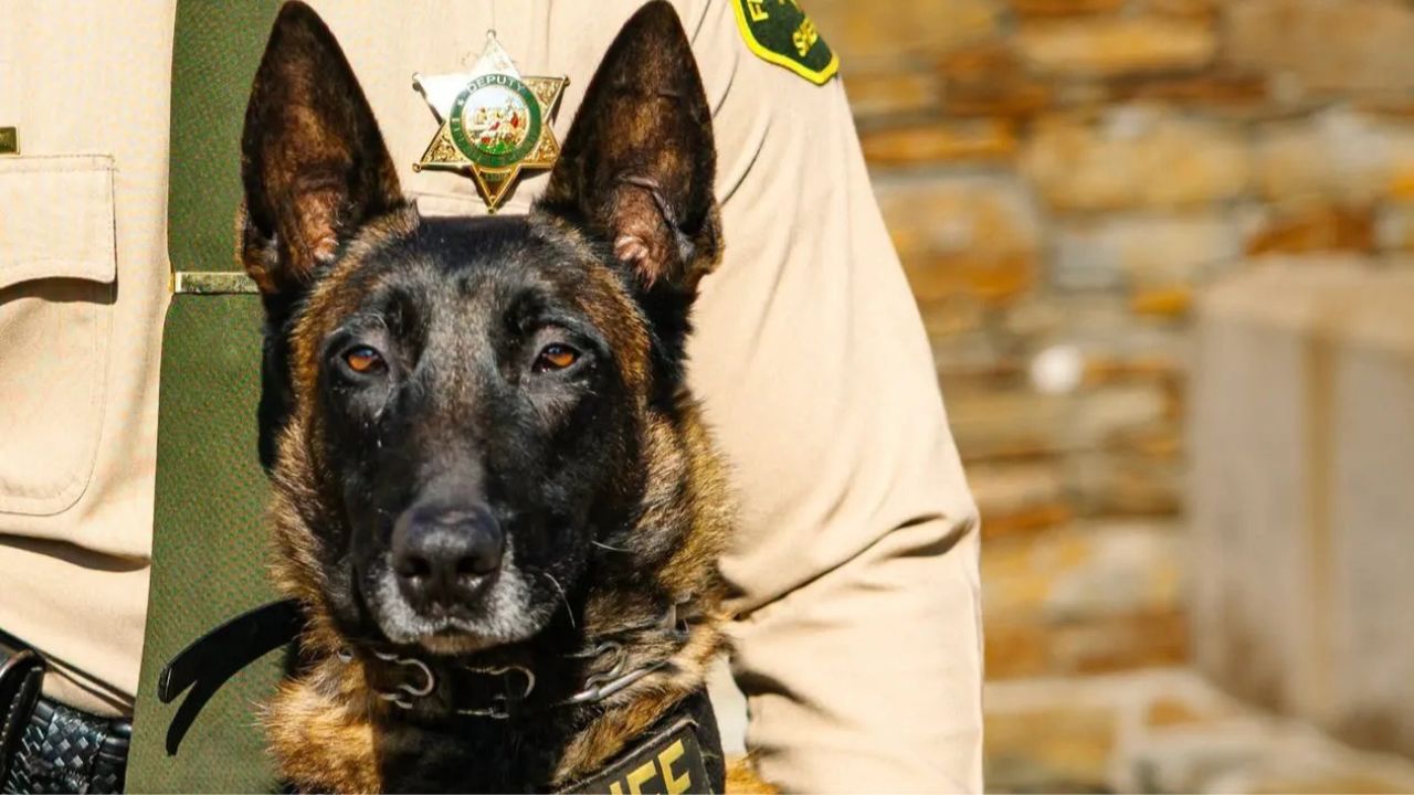 Beloved Sheriff's K-9 Killed After Illegal Fireworks Spark Panic, Prompting New Safety Warnings From Police