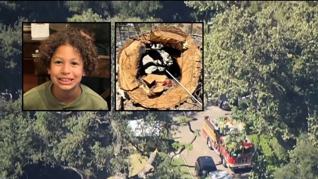 California Parents Who Watched 8-Year-Old Son Die Under Falling Oak Branch Reach $14.65 Million Settlement