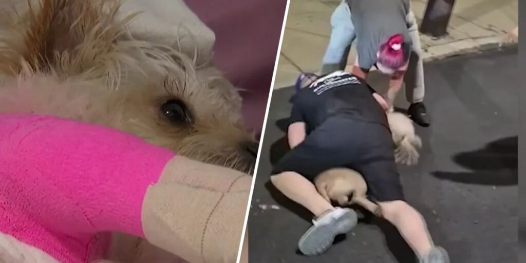 Chelsea Woman Says Small Service Dog May Lose Leg After Being Mauled by Unleashed Larger Dog, Police Confirm Quarantine
