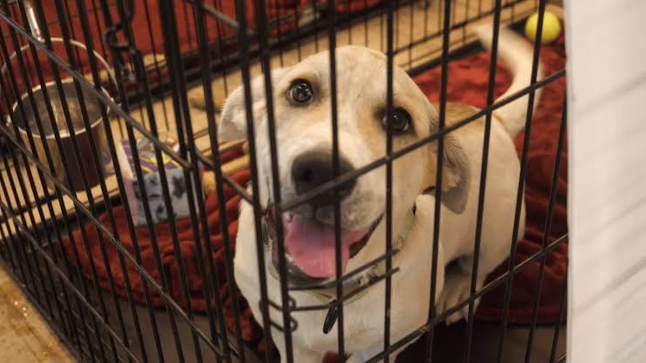 Don't Let Fireworks Scare Your Pet Away Free Microchipping Available Before July 4
