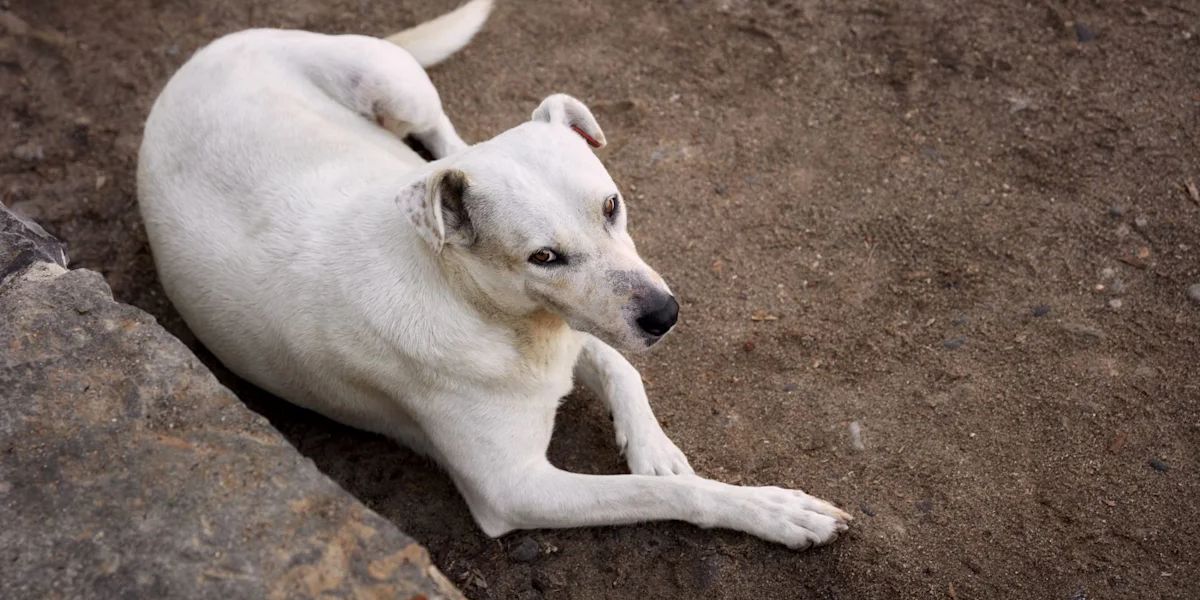 Kentucky Rescue Warns of Rising Abuse Cases After Starving Dog Found Barely Able to Stand in Extreme Heat