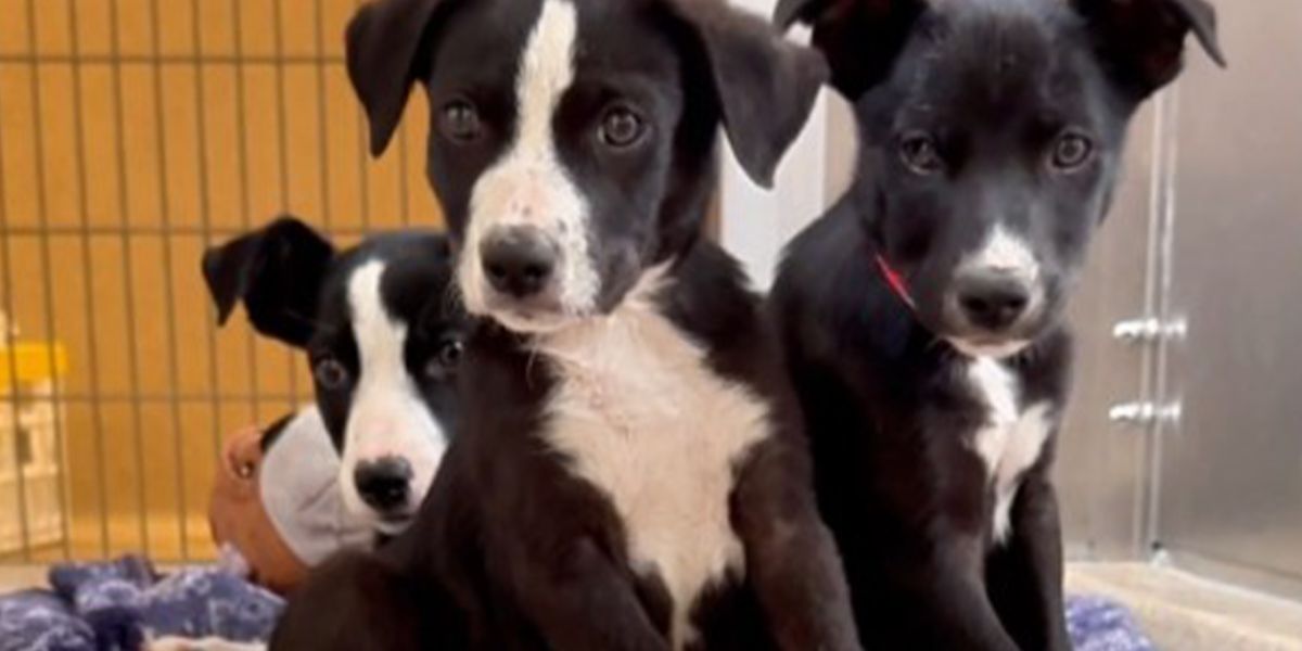 Livermore Residents Discover 17 Abandoned Puppies Dumped Near Walmart, One Killed Before Rescue Could Begin