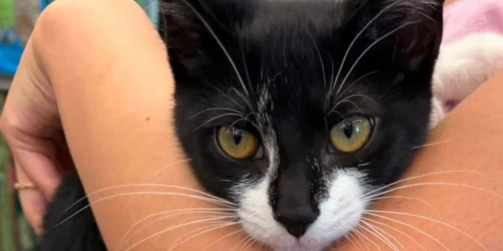 Man Allegedly Used Stolen Kitten as Decoy in Maryland Bank Robbery Attempt, Police Say