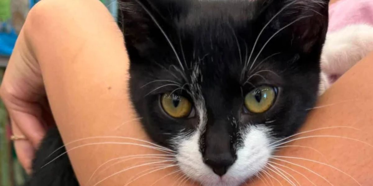 Man Allegedly Used Stolen Kitten as Decoy in Maryland Bank Robbery Attempt, Police Say