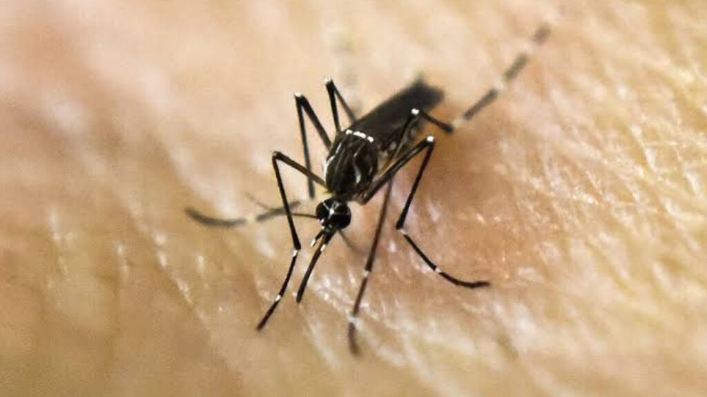 Mosquito Season Turns Dangerous West Nile Virus Confirmed in 8 Orange County Cities