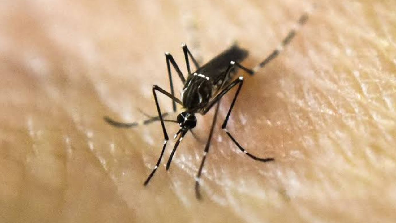Mosquito Season Turns Dangerous West Nile Virus Confirmed in 8 Orange County Cities