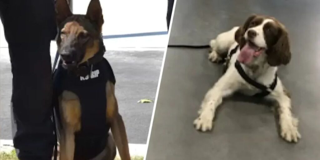 New Jersey Officer Allegedly Left Two K-9s in Hot Squad Car for 7 Hours, Both Dogs Die, Prosecutors Say