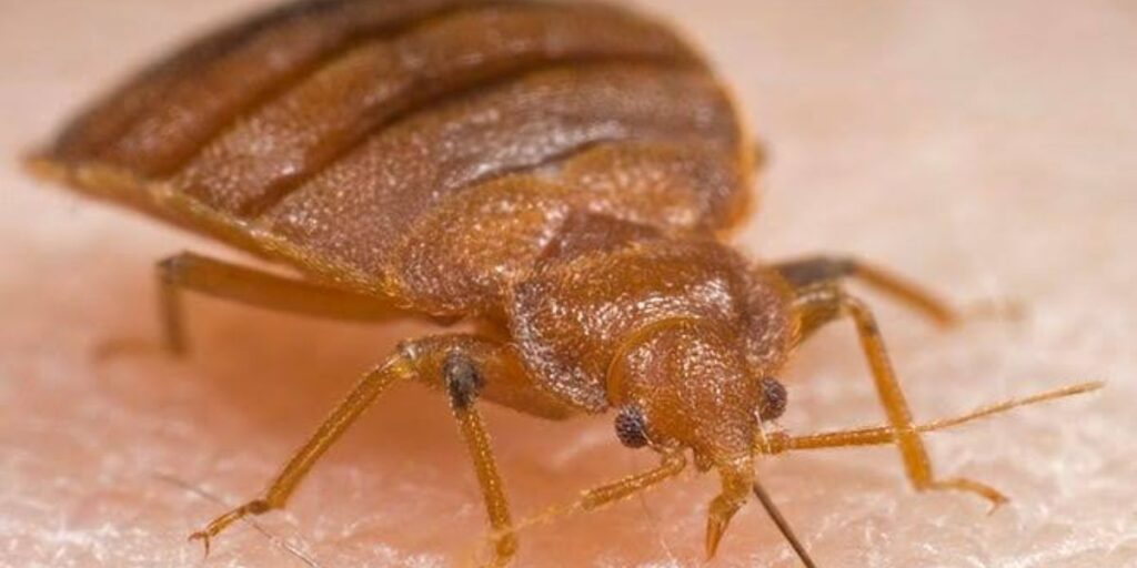 Pittsburgh Climbs to 9th Worst U.S. City for Bed Bugs as Pest Experts Warn Summer Travelers to Inspect Before Unpacking