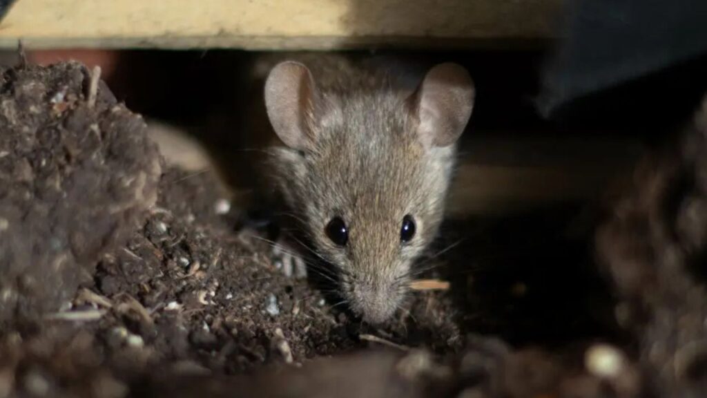 Plague Alert in New Mexico Wild Rat Tests Positive Following Four Confirmed Cases in Dogs