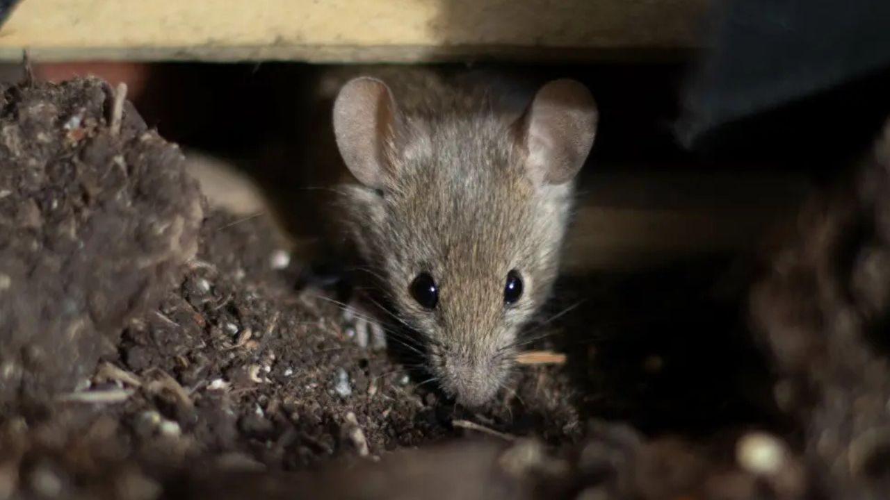 Plague Alert in New Mexico Wild Rat Tests Positive Following Four Confirmed Cases in Dogs