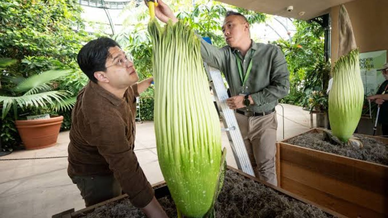 Rare Double Corpse Flower Bloom Draws Crowds to Huntington Library in California