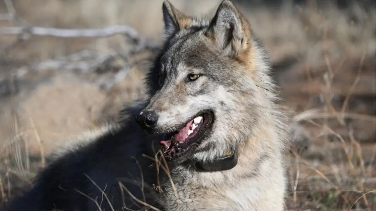 Record Wolf Attacks Are Devastating California Ranches, but Farmers Say the Law Prevents Them From Fighting Back