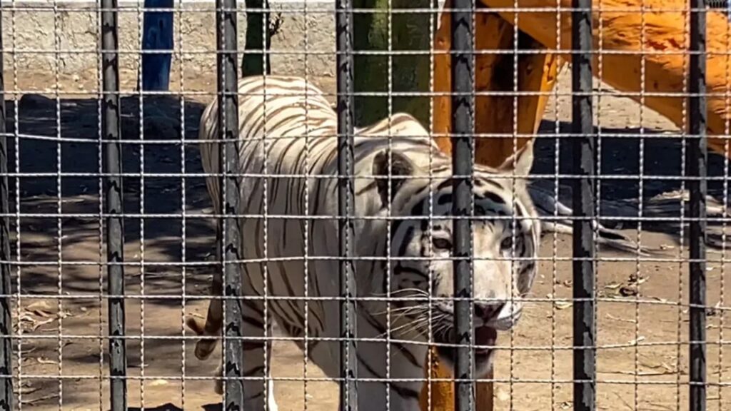 Tijuana Zoo Shut Down After Audit Uncovers Disturbing Conditions — 160 Animals Now in Limbo