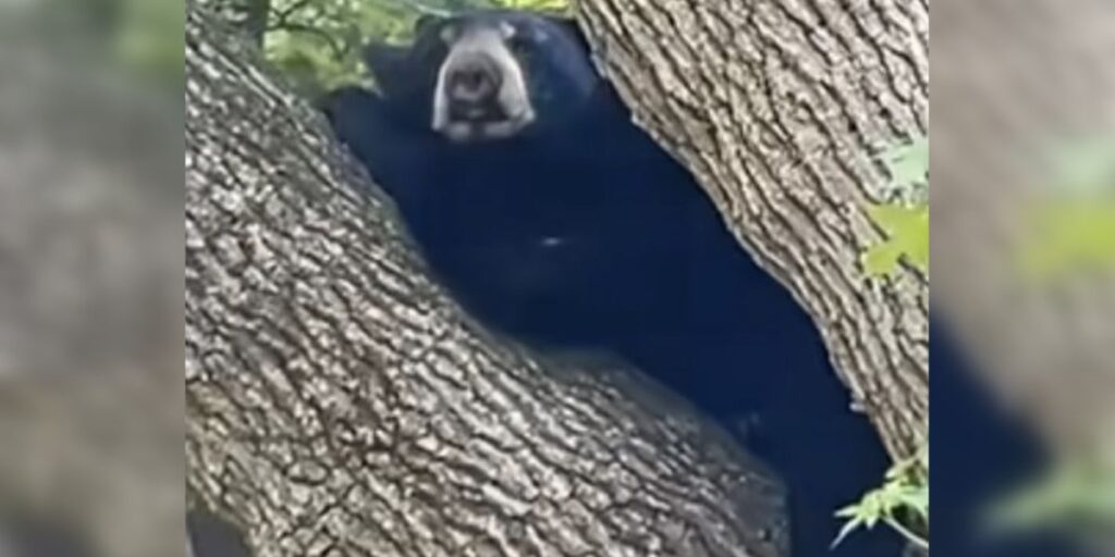 White Plains Streets Shut Down as Wandering Black Bear Climbs Tree, State Wildlife Team Steps In