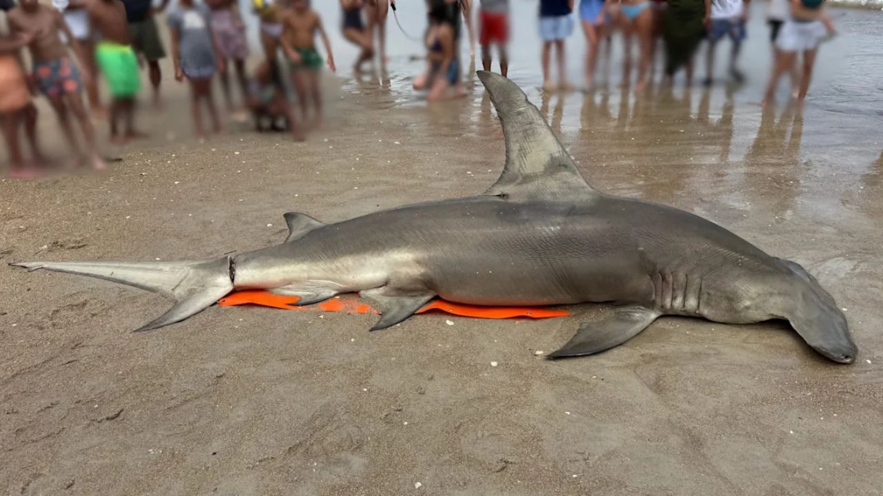 14-Foot Great Hammerhead Shark Washes Ashore Dead on North Carolina Beach