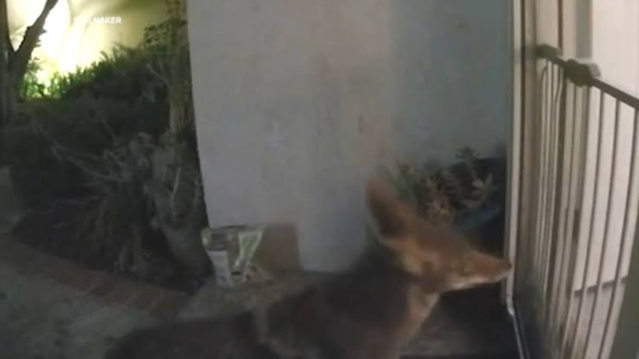 A coyote keeps showing up at front doors in this Orange County neighborhood — and pet owners are scared
