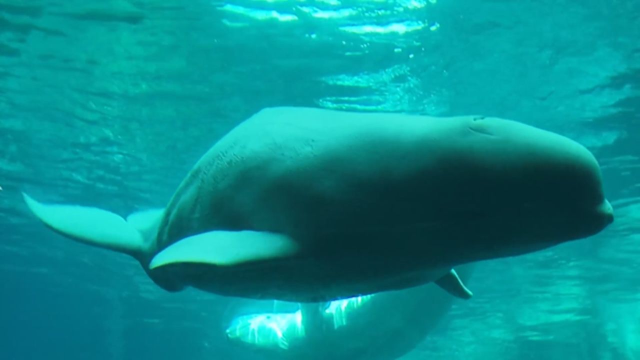 Atlanta, Georgia: Two Rescued Beluga Whales Begin New Life at Georgia Aquarium