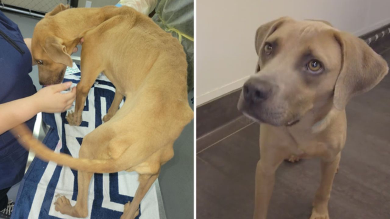 Hunt County Dog Given Only Hours to Live Makes Stunning Turnaround After Horrific Neglect Case