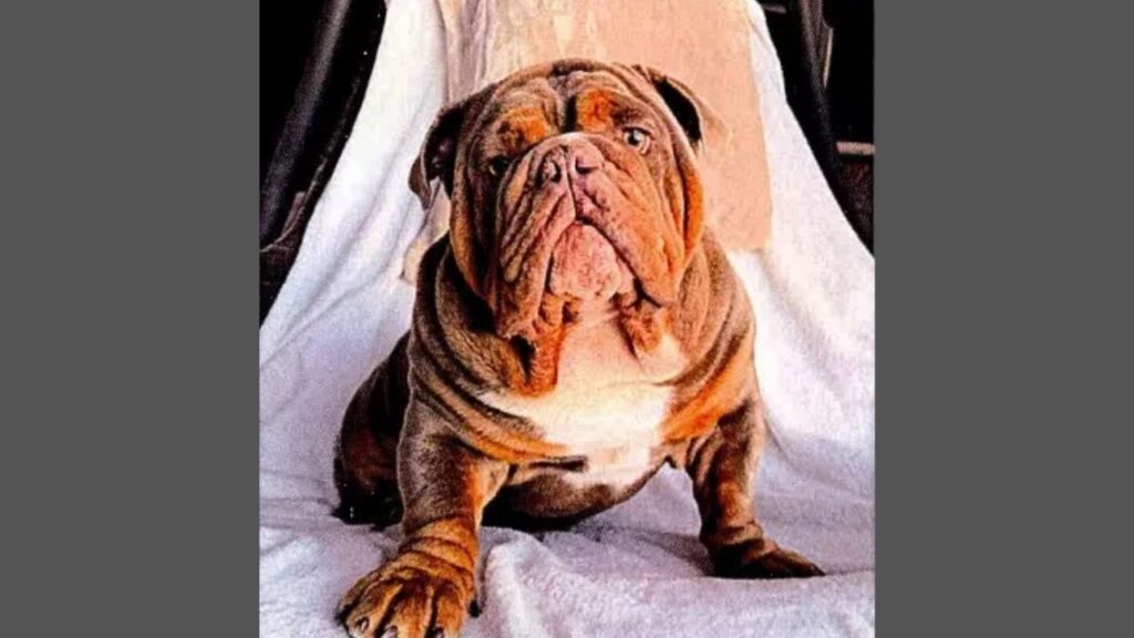 Las Vegas Dog Trainer Arrested After Bulldog Dies Following Training Session