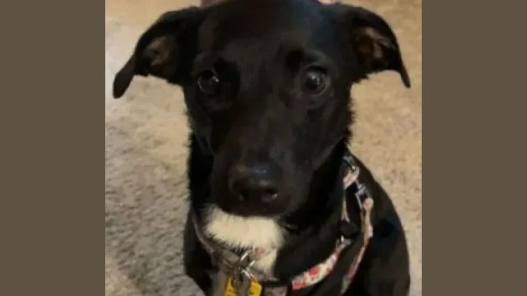 Missing Dog Poppi Found Dead Along River Road After Plumstead-Area Search