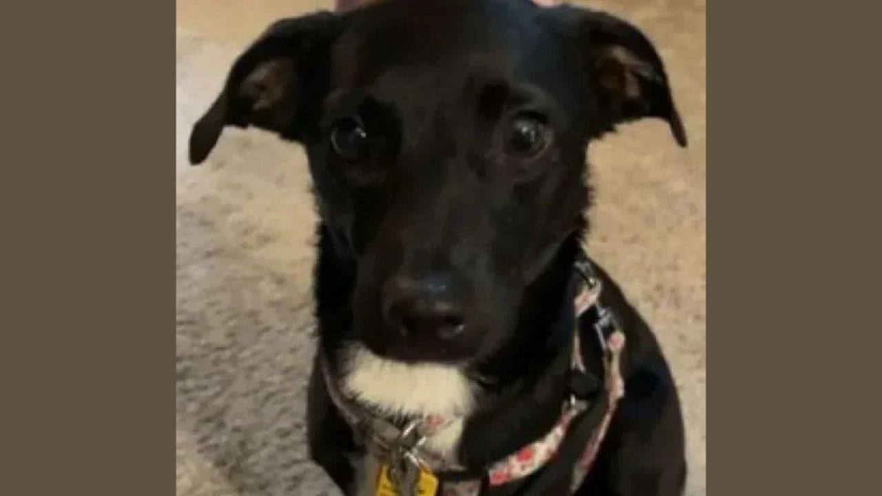 Missing Dog Poppi Found Dead Along River Road After Plumstead-Area Search
