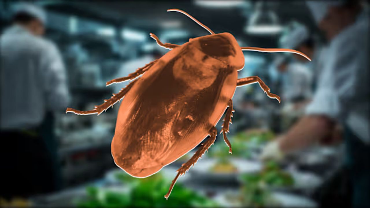 Orlando Restaurant Shut Down for 5th Time This Year After Roaches, Rodent Droppings Found Again