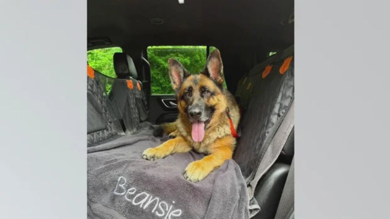 Pittsburgh-Area Dog Dead Within Days of Mysterious Infection — Family Says His Sister Was Infected Too