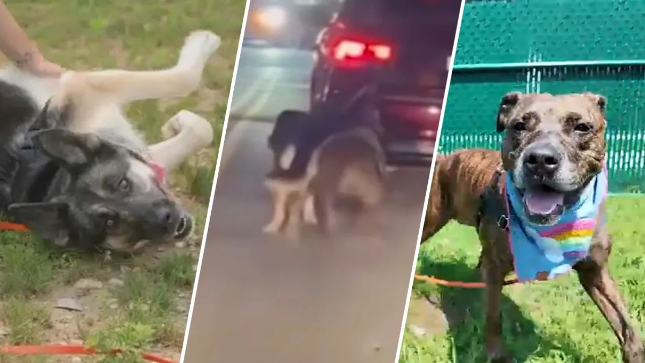 Queens Dogs Dragged Behind Moving Car in Viral Video Now Ready for New Homes After Months of Recovery