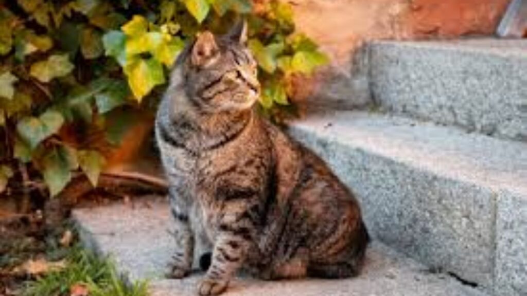 Ripon Could Fine Residents $100 for Feeding Feral Cats — Here's the Endangered Animal Officials Say Is at Risk