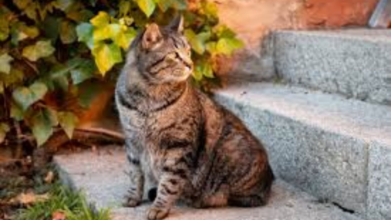 Ripon Could Fine Residents $100 for Feeding Feral Cats — Here's the Endangered Animal Officials Say Is at Risk