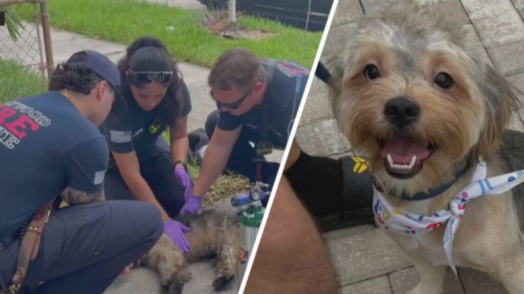 She was at work when her home caught fire — she came back to find 12 of her 13 dogs gone